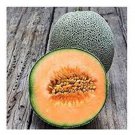 Edisto 47 Melon Seeds