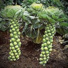 Long Island Brussel Spout Seeds