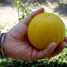 Mother MaryS Pie Melon Seeds
