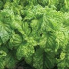 Lettuce Leaf Basil Seeds