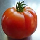Mega Tom Tomato Seeds