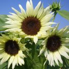 Moon Shadow Sunflower Seeds