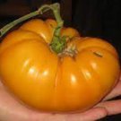 BarneyS Mountain Yellow Tomato Seeds