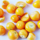 Golden Berries 25 Seeds The Super Vitamin Berry