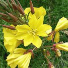 Bright Yellow Tall Primrose Seeds