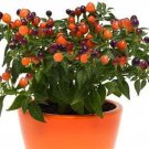 Hot Pops Purple Pepper Seeds