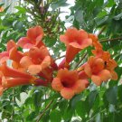 Orange Hummingbird Trumpet Vine Seed Perennial