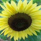 Giant Primrose Sunflower Loads Of Small Heads Seeds