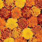 Bonanza Mix Marigold Seeds