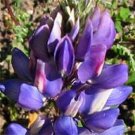 Arroyo Succulant Lupine Seeds