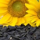 Peredovik Sunflower Seeds