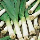 American Flag Leek Seeds