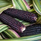 Striped Japonica Flint Corn Seeds