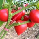 Anna Russian Tomato Seeds