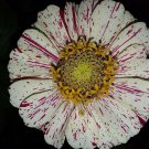 Candy Stripe Mix Zinnia Seeds
