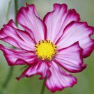 Beautiful Tall Candy Stripe Cosmos Seed