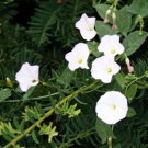 Snowflakes Morning Glory Vine Seeds Tiny Blooms