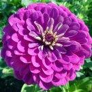 Purple Prince Zinnia Seeds