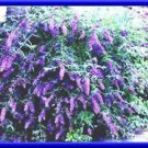 Nanho Blue Butterfly Bush Seeds