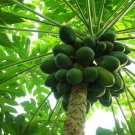 Maradol Papaya Tree Seeds Grows Fruit In Only 9 Months From Seed 10 Seeds