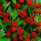 Strawberry Spinach Sticks Seeds