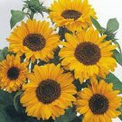 Soraya Sunflower Seeds