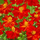 Cosmos Sulphur Crest Red Seeds
