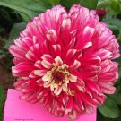Ice Queen Zinnia Seeds