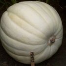 Full Moon Giant White Pumpkin Seeds