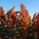 JuanaS Orange Amaranth Seeds