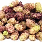 Purple & White Variegated MulberryS Grow Your Own Mulberry TreeS 20 Seeds