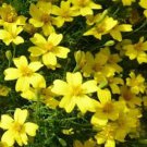 Lemon Gem Marigold Seeds