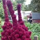 Purple Elephant Head Amaranth Seeds
