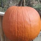 Cronus Pumpkin Seeds