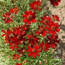 Dwarf Red Plain Coreopsis Seeds