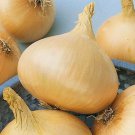 Texas Early Grano Onion Seeds