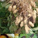 Jumbo Virginia Peanut Seeds
