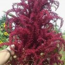Purple Fountain Giant Amaranth Seeds