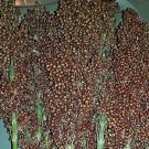 Honey Drip Sorghum Seeds