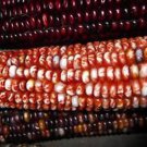 Beautiful Large Rainbow Indian Corn Seeds