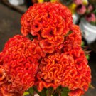 Bright Orange Brain Celosia 50 Seeds