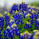 Beautiful Texas Bluebonnet Seeds