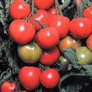 Early Cascade Tomato Seeds