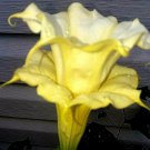 Cream & Sugar Devil Trumpet Datura Seeds