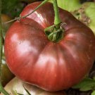 Old Tyme Purple Tomato Seeds