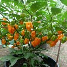 Orange Giant Habanero Pepper Seeds