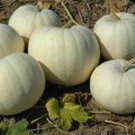 New Moon Pumpkin Seeds