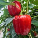 Large Red Sweet Bell Pepper Seeds