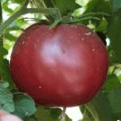 Black Brandywine Tomato Seeds