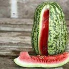 Klondike Blue Striped Ribbon Watermelon Seeds